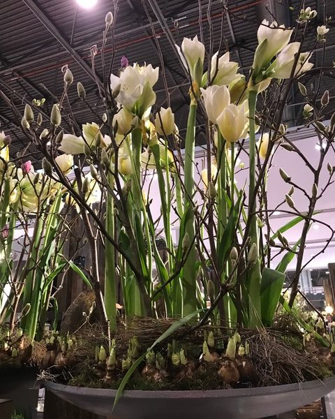 ヨーロッパ流の球根の植え方って 春に向けた花の楽しみ方 北欧流ワークライフデザイナー 芳子ビューエル オフィシャルウェブサイト